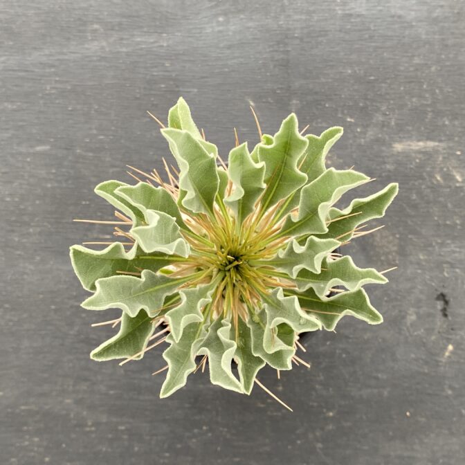 パキポディウム ナマクアナム （光堂）