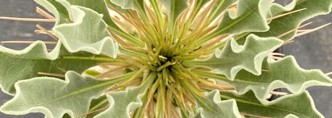 Botanical Boxの新提案　「コンディションB」というもうひとつの選択肢