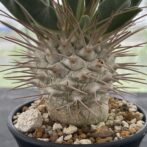 パキポディウム ナマクアナム （光堂）