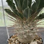 パキポディウム ナマクアナム （光堂）