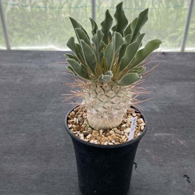 パキポディウム ナマクアナム （光堂）