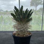 パキポディウム ナマクアナム （光堂）