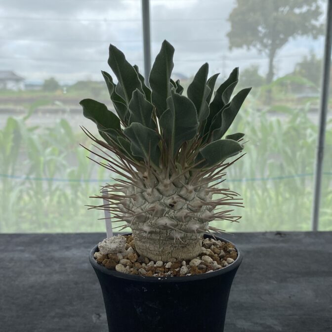 パキポディウム ナマクアナム （光堂）