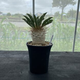 非公開: パキポディウム ナマクアナム （光堂） ②