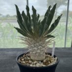 パキポディウム ナマクアナム （光堂）