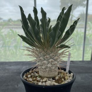 パキポディウム ナマクアナム （光堂） ③