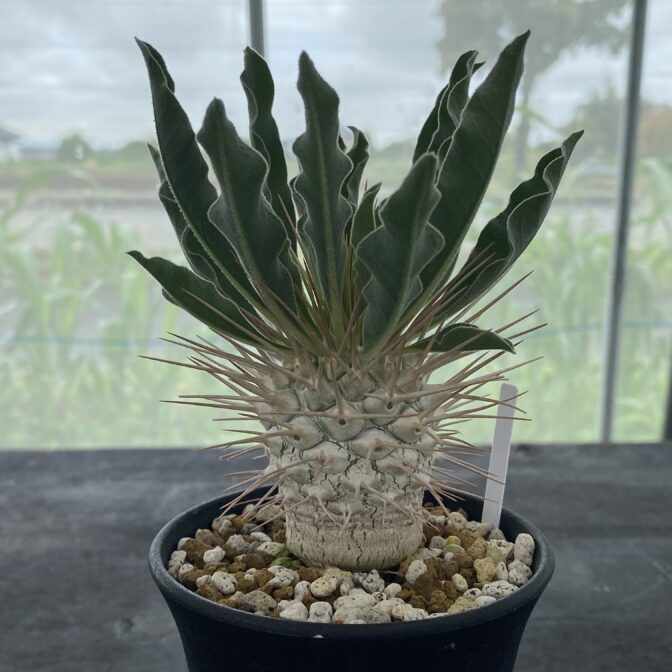 パキポディウム ナマクアナム （光堂）