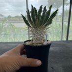 パキポディウム ナマクアナム （光堂）