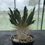 パキポディウム ナマクアナム （光堂）