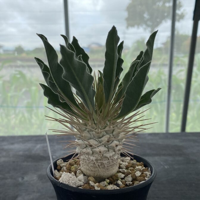 パキポディウム ナマクアナム （光堂）