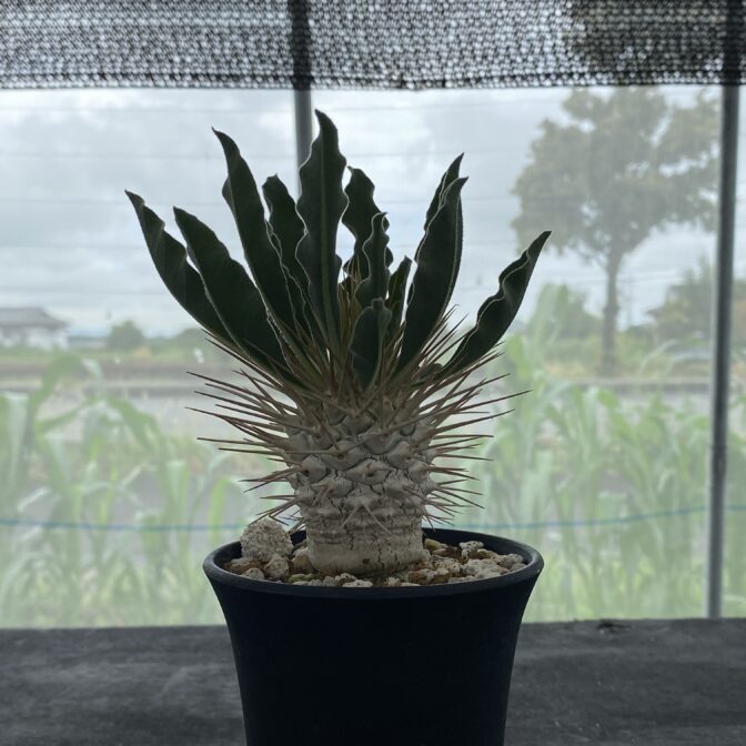 パキポディウム ナマクアナム （光堂）