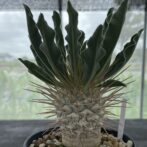 パキポディウム ナマクアナム （光堂）