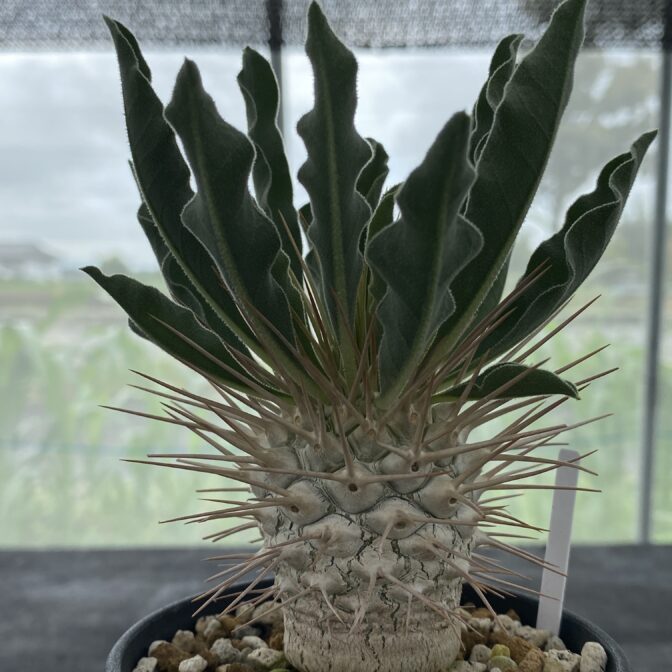 パキポディウム ナマクアナム （光堂）