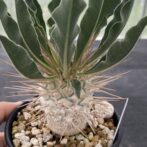 パキポディウム ナマクアナム （光堂）