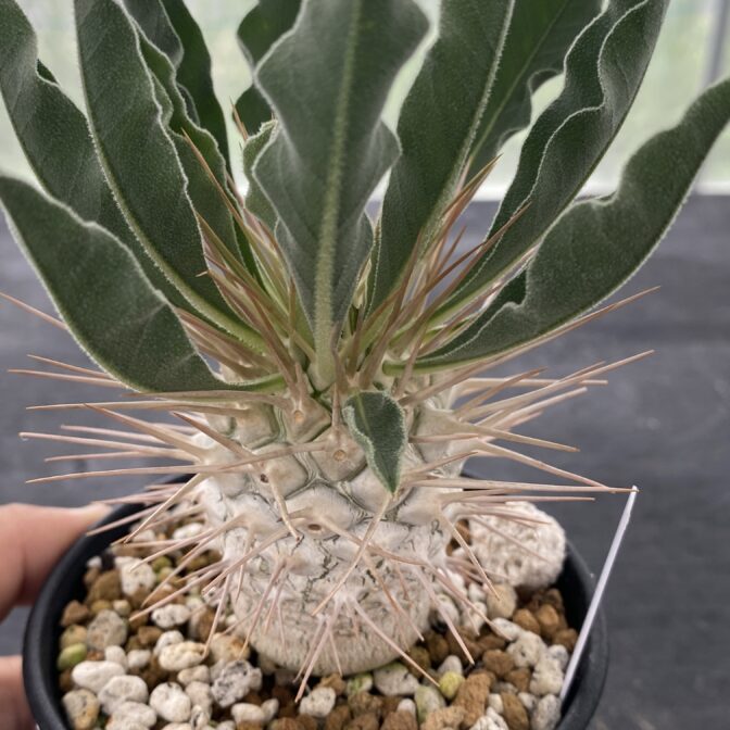 パキポディウム ナマクアナム （光堂）