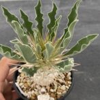 パキポディウム ナマクアナム （光堂）