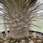 パキポディウム ナマクアナム （光堂）