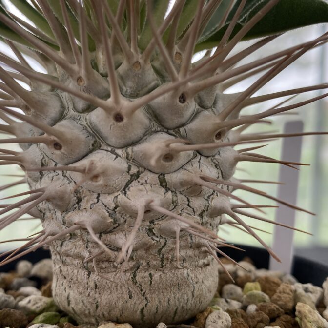 【残り僅か】パキポディウム　ナマクアナム　光堂　種子10粒 isla del pescado - Pachypodium namaquanum-光堂