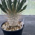 パキポディウム ナマクアナム （光堂）