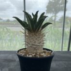 パキポディウム ナマクアナム （光堂）