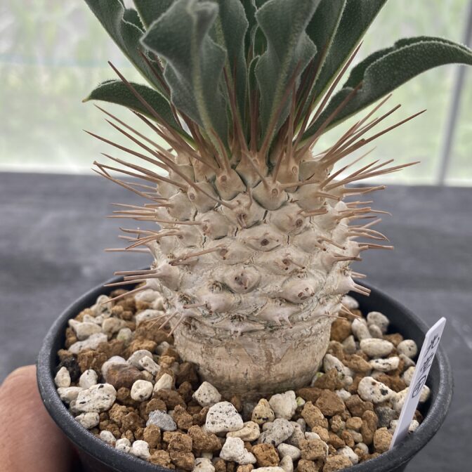 パキポディウム ナマクアナム （光堂） ④ | 植物でワクワクを