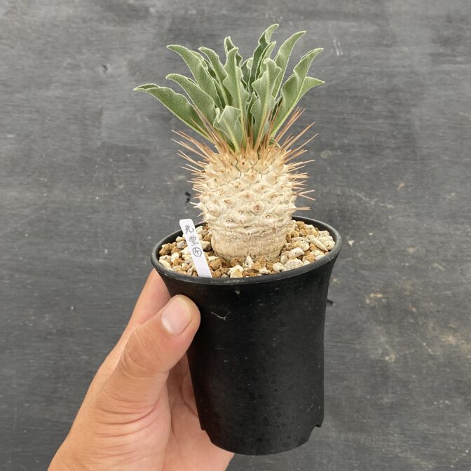 パキポディウム ナマクアナム （光堂） ④ | 植物でワクワクを