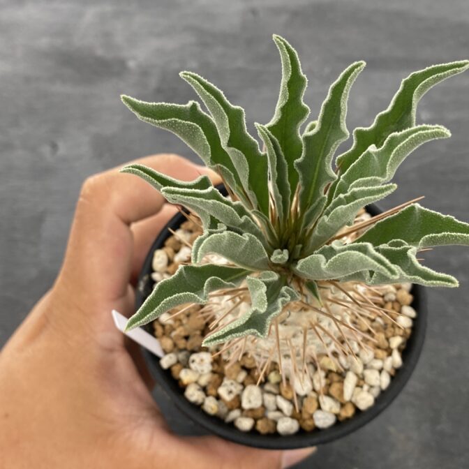 パキポディウム　マナクアナム　光堂　美株　鉢付き 植物×鉢】パキポディウム ナマクアナム 光堂 × wild heaven 陶器