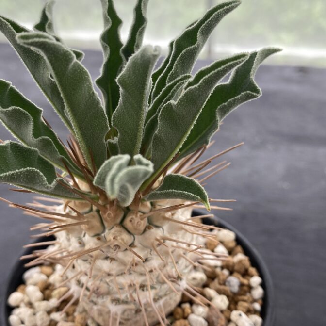 パキポディウム ナマクアナム （光堂） ④ | 植物でワクワクを