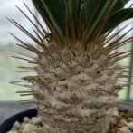 パキポディウム ナマクアナム （光堂）