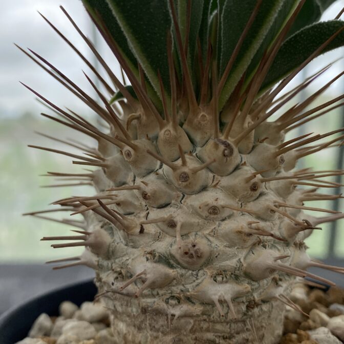 パキポディウム ナマクアナム （光堂）