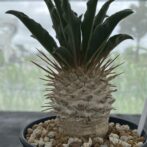 パキポディウム ナマクアナム （光堂）