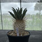 パキポディウム ナマクアナム （光堂）