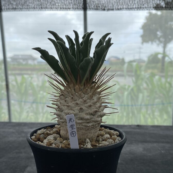 パキポディウム ナマクアナム （光堂）