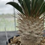 パキポディウム ナマクアナム （光堂）