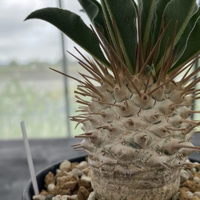 パキポディウム ナマクアナム （光堂）