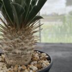 パキポディウム ナマクアナム （光堂）