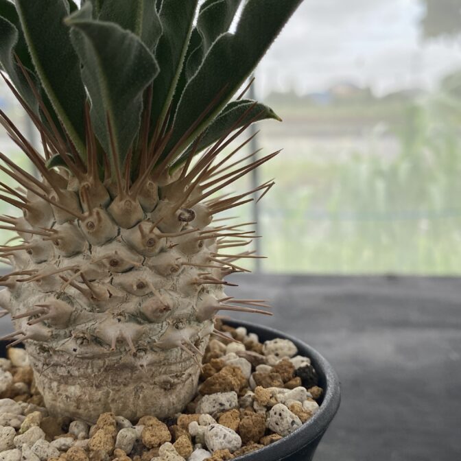 パキポディウム ナマクアナム （光堂）