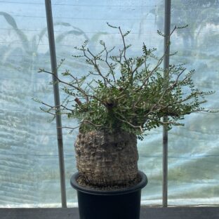 非公開: オペルクリカリア パキプス