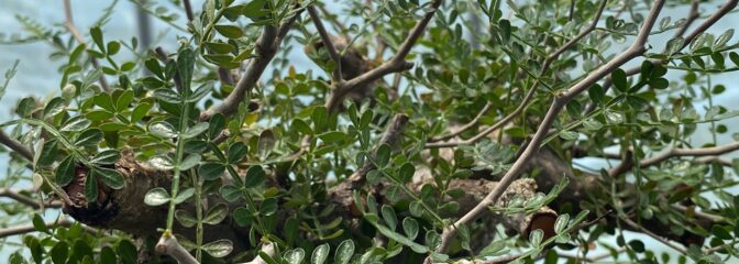 灌木という芸術。――“個性”を愛でる、贅沢なひととき。