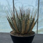 アガべ　ユタエンシス　エボリスピナ