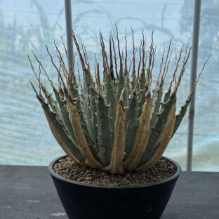 アガベ ユタエンシス エボリスピナ 陽炎