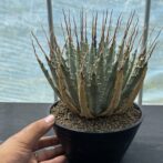 アガべ　ユタエンシス　エボリスピナ