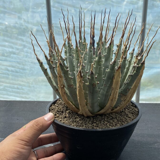 アガべ　ユタエンシス　エボリスピナ