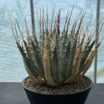 アガべ　ユタエンシス　エボリスピナ