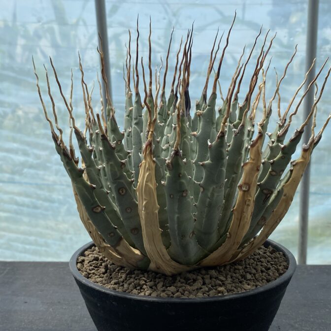 アガべ　ユタエンシス　エボリスピナ