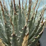 アガべ　ユタエンシス　エボリスピナ