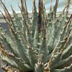 アガべ　ユタエンシス　エボリスピナ