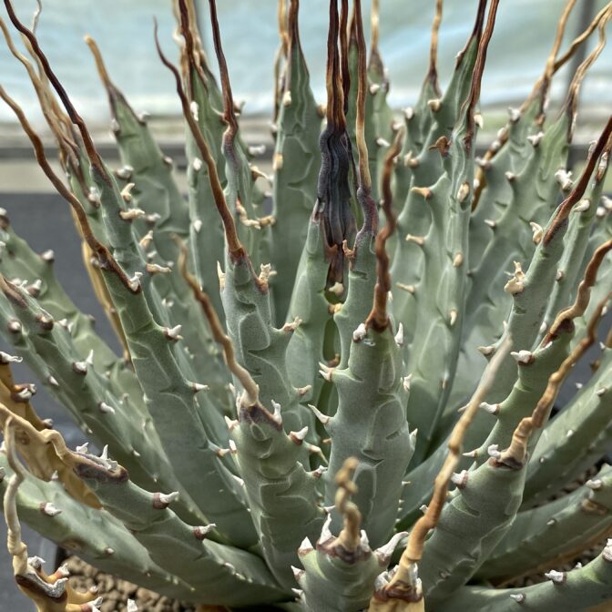 アガべ　ユタエンシス　エボリスピナ