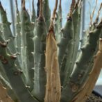 アガべ　ユタエンシス　エボリスピナ