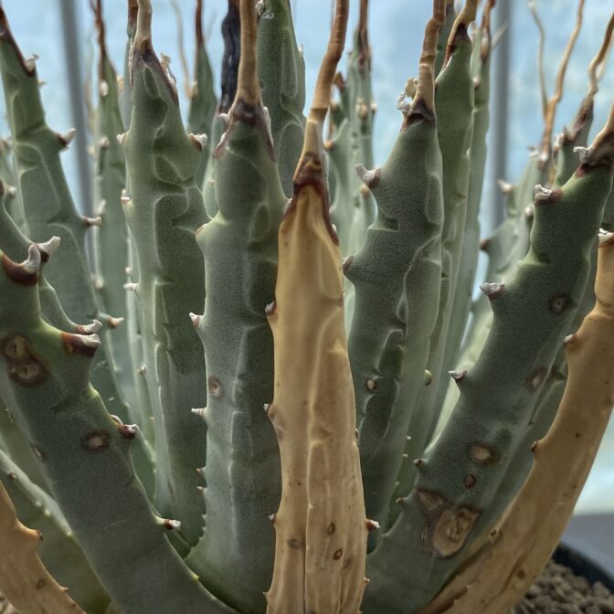 アガべ　ユタエンシス　エボリスピナ